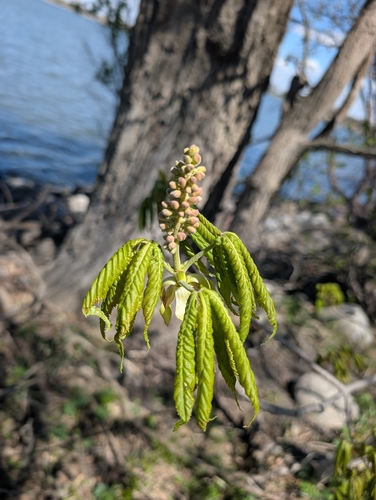 Ohio buckeye