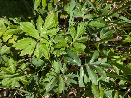 Virginia waterleaf