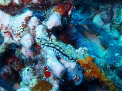 Phyllidia alyta