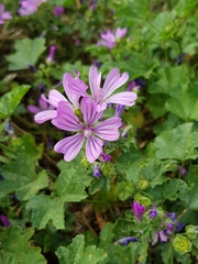Malva sylvestris