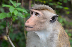 Macaca sinica