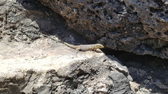 Cnemidophorus murinus