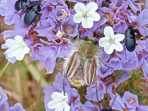 Eulasia pareyssei