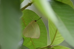 Catopsilia pomona