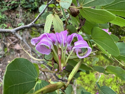 Bauhinia macranthera, photograph 4