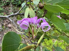 Bauhinia macranthera, photograph (c) Claudio Cantú Muñiz, some rights reserved (CC BY)