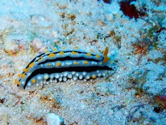 Phyllidia alyta