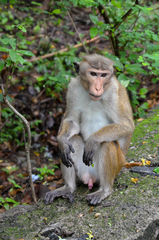 Macaca sinica