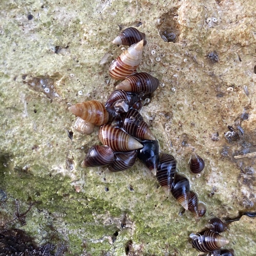 Hinea lineata observed 2026-04-25