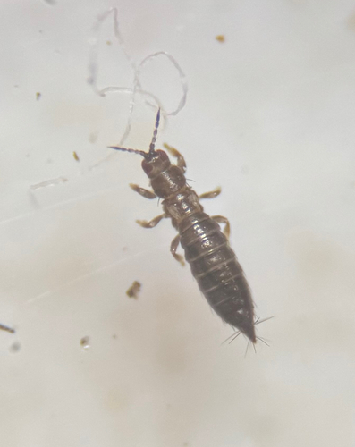 Thrips photo 6