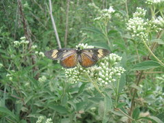 Actinote thalia pyrrha