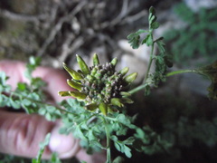 Descurainia athrocarpa