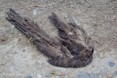 Cathartiformes