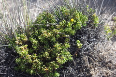 Senecio trifurcifolius