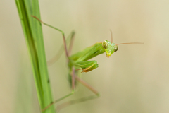 Mantidae