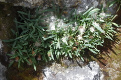Senecio algens