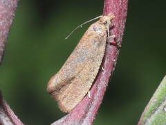Celypha rufana
