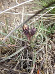 Senecio scorzonerifolius