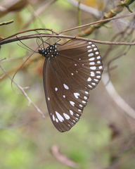 Euploea crameri bremeri
