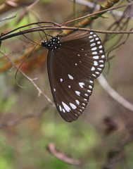 Euploea crameri bremeri