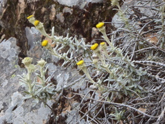 Senecio crassilodix