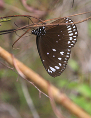 Euploea crameri bremeri