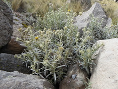 Senecio crassilodix
