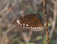 Euploea crameri bremeri