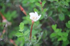 Mandevilla macrosiphon