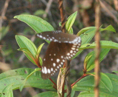 Euploea crameri bremeri