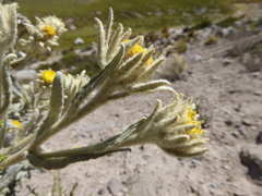 Senecio crassilodix