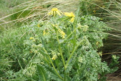 Senecio cumingii