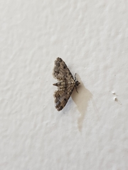 Sufetula