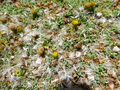 Senecio moqueguensis