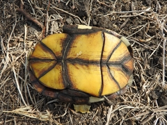 Kinosternon