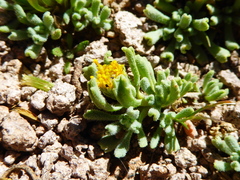 Senecio moqueguensis