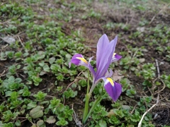 Iris kolpakowskiana kolpakowskiana