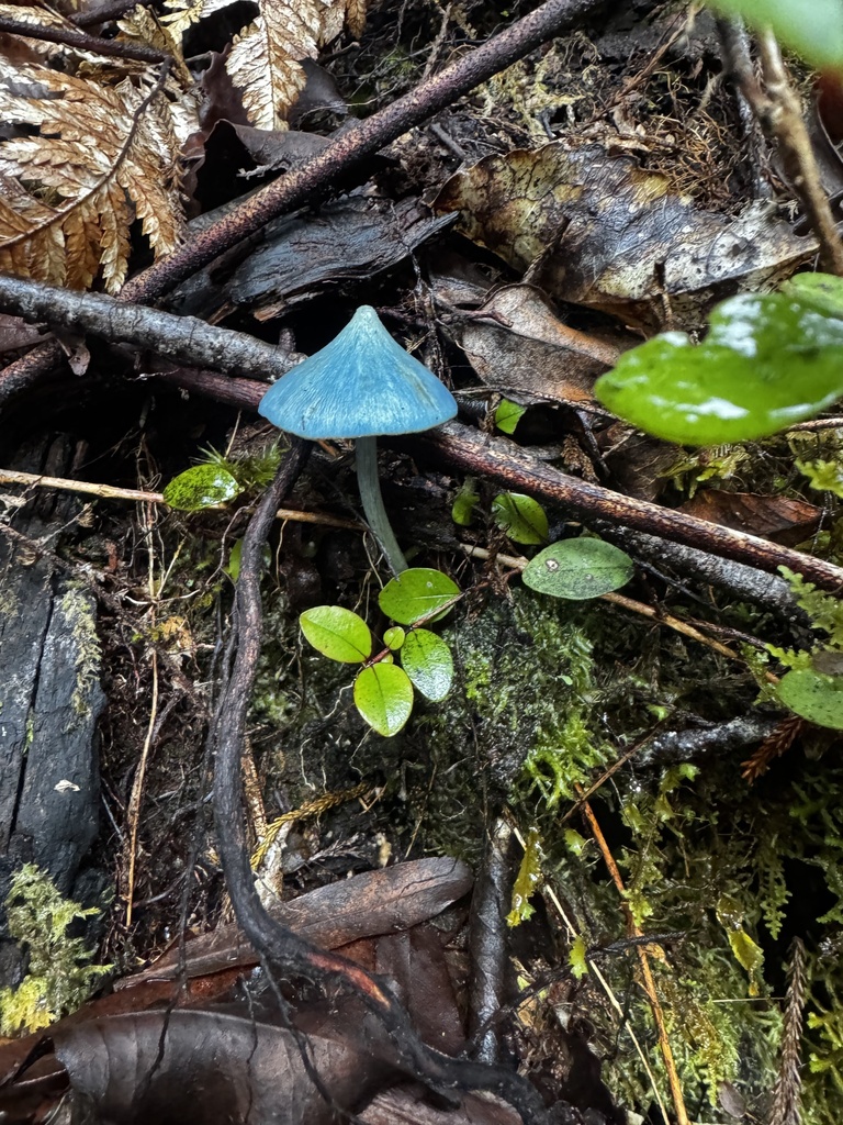 Entoloma hochstetteri · May 2026 · photo: © josh_sutton (iNaturalist, cc-by)