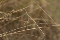 Schizocephala bicornis