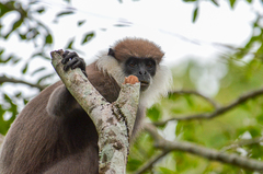 Semnopithecus vetulus