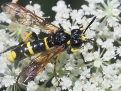 Tenthredo marginella