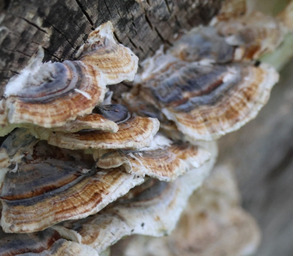 Trametes versicolor · May 2026 · photo: © ikelman (iNaturalist, cc0)