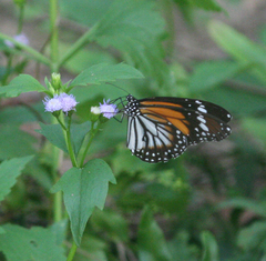 Danaus melanippus hegesippus