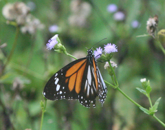 Danaus melanippus hegesippus