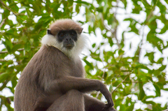 Semnopithecus vetulus