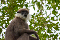 Semnopithecus vetulus