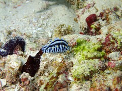 Phyllidia varicosa