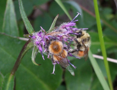Bombus lapponicus