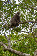 Semnopithecus vetulus