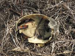 Kinosternon